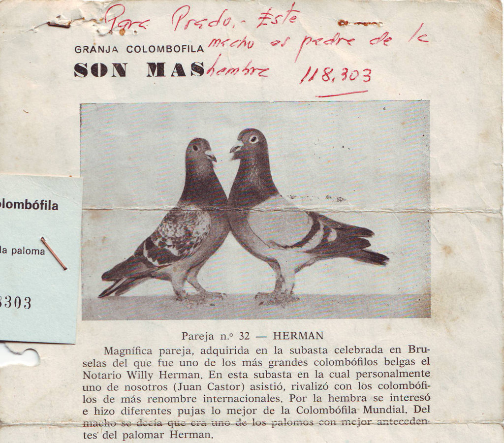 Pareja de palomas de la granja colombfila SAN MAS